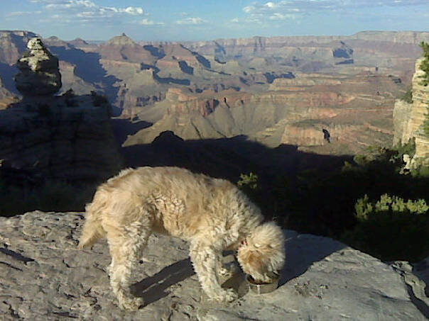 TomRilesLifeofDadBabyandDog