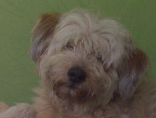 BoJangles-Life of Dad Blog Tom Riles