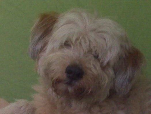 Bo-Tom-Riles-Life-of-Dad-Blog