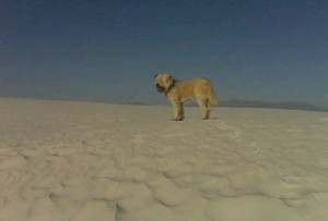 Bo White Sands