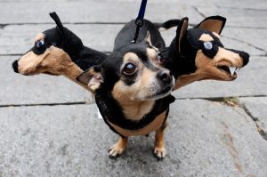 0519three-headed-dog-costume