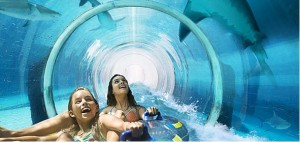swimming with sharks