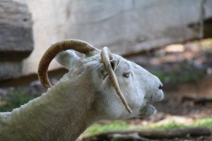 IMG_5986
