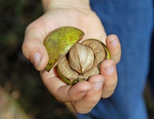 shagbark-hickory-nut