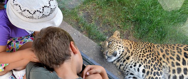 Dad take kids to zoo Life of Dad