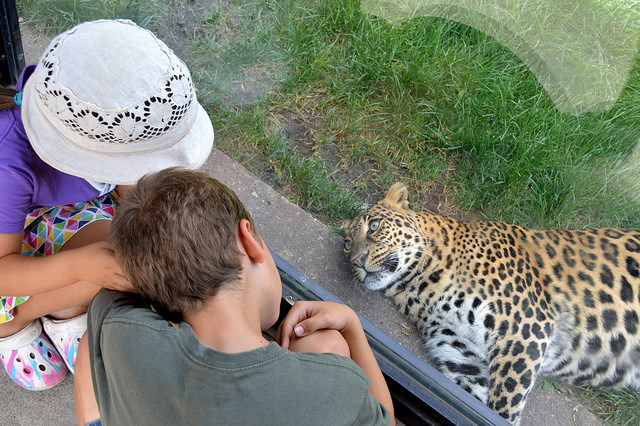 Dad take kids to zoo Life of Dad