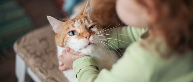 Kids and pets_Cat_Life of Dad