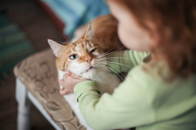 Kids and pets_Cat_Life of Dad