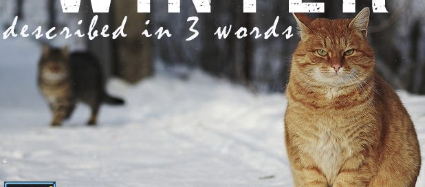 Winter Cat title image