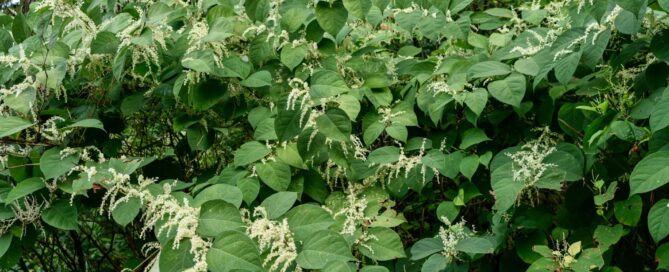 japanese knotweed