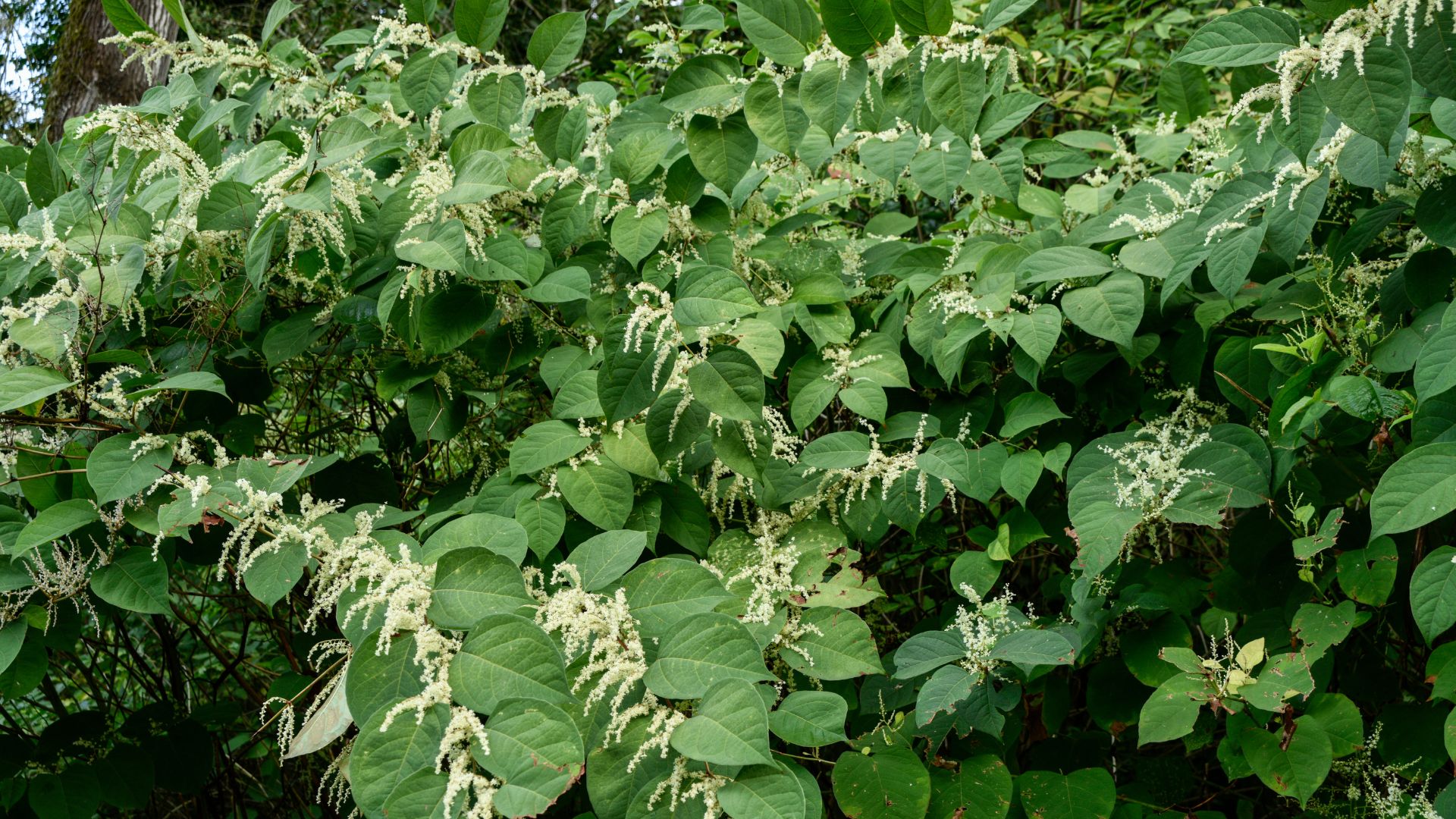 japanese knotweed